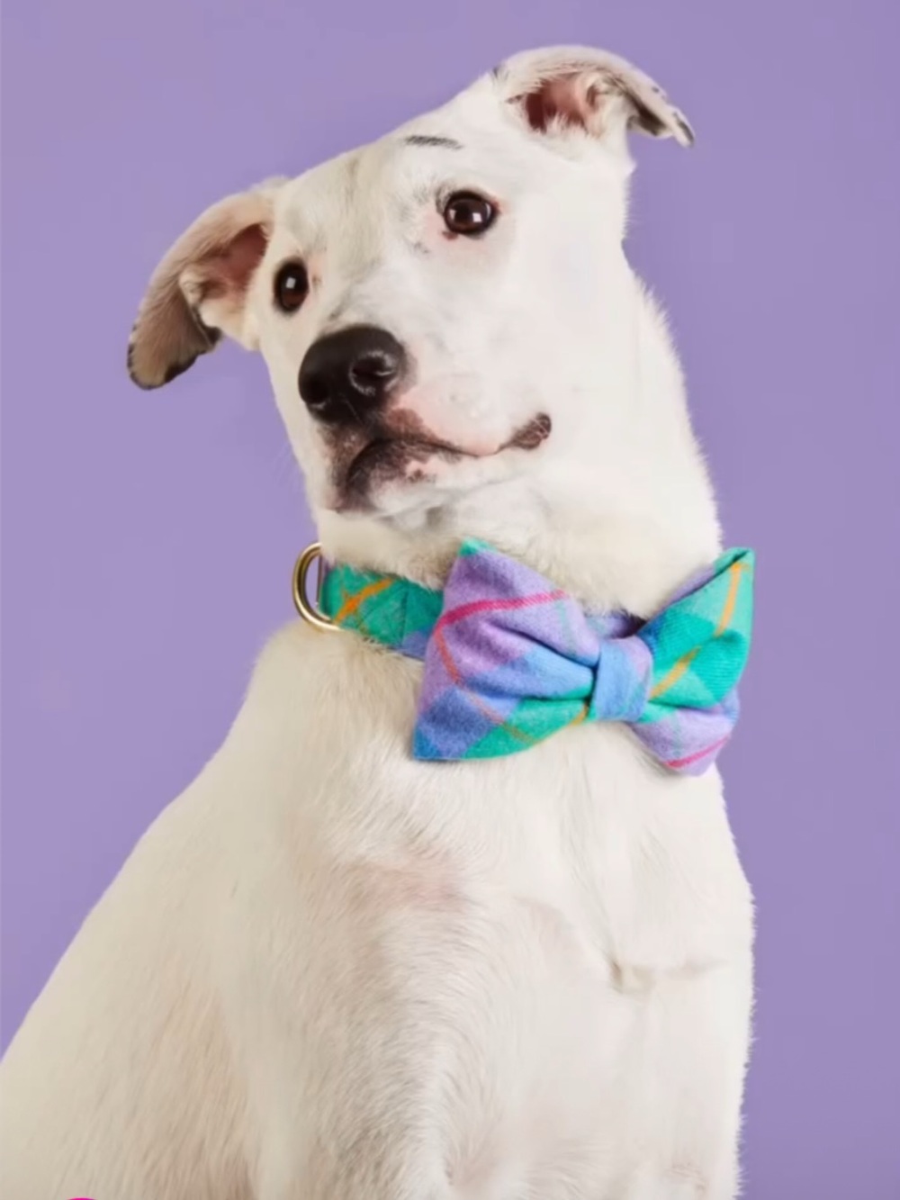 The Foggy Dog Fable Plaid Flannel Bow Tie Collar